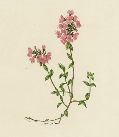 Timo selvatico, Thymus Serpyllum da English School