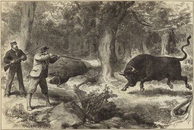Caccia al toro selvatico nelle Isole Galapagos da English School