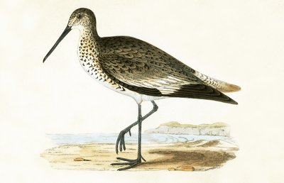 Willet, illustrazione da 
