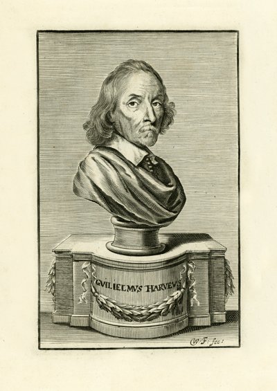 William Harvey da English School