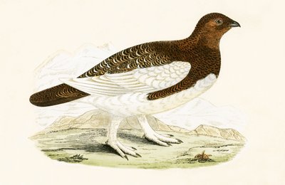 Willow Grouse, illustrazione da 