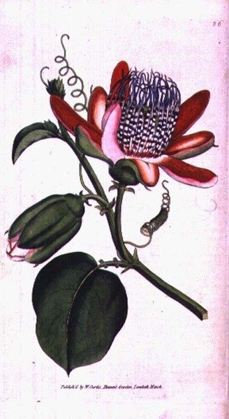 Passiflora alata, tavola 66 da 