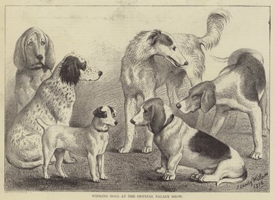 Cani vincitori alla mostra del Crystal Palace da English School