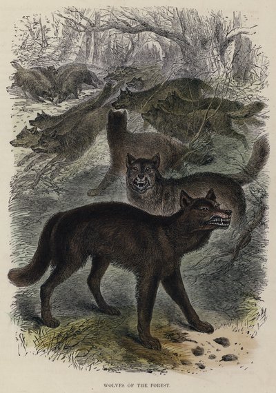 Lupi della Foresta da English School