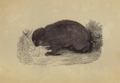 Wombat (litografia a colori) da English School