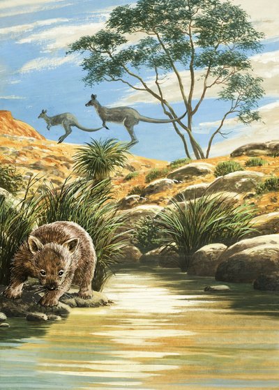 Wombat e Canguri da English School
