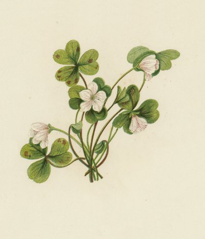 Acetosella, Oxalis Acetosella da English School