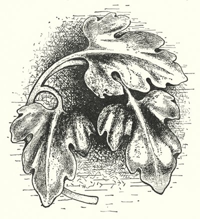 Intaglio del legno: Foglia (incisione) da English School