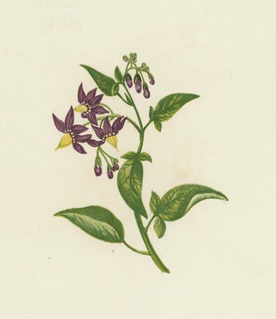 Solanum dulcamara da English School