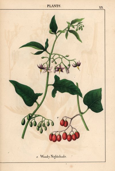 Belladonna legnosa con fiori viola e bacche rosse, da 