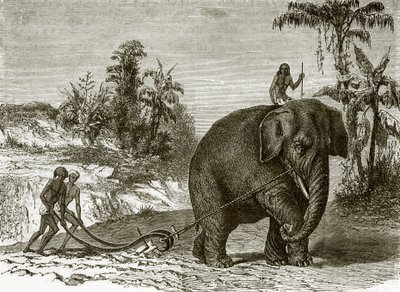 Elefante da lavoro a Ceylon da English School