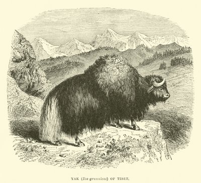 Yak (Bos grunniens) del Tibet da English School