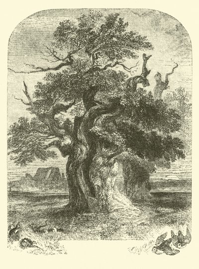 Quercia di Yardley da English School