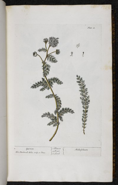 Achillea, Tavola 18 da 