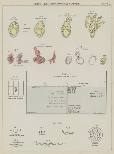 Pianta di lievito, Saccharomyces Cerevisiae da English School