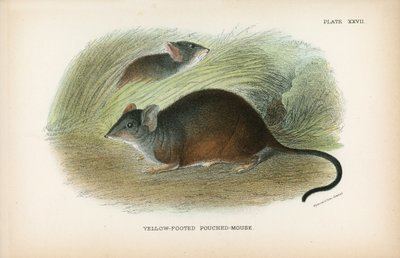 Topo marsupiale dai piedi gialli da English School