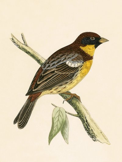 Zigolo Giallo, illustrazione da 