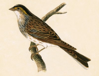 Zigolo giallo, illustrazione da 