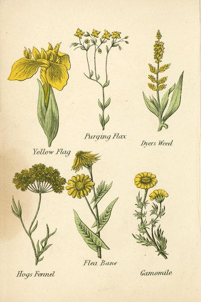 Iris Giallo, Lino Purificante, Erba Tintoria, Finocchio Porcino, Pulicaria, Camomilla da English School