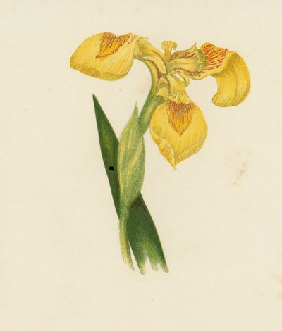 Giaggiolo giallo, Iris Pseudacorus da English School