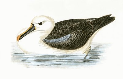 Albatros dal naso giallo, illustrazione da 