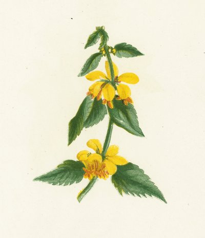 Galeobdolon giallo da English School