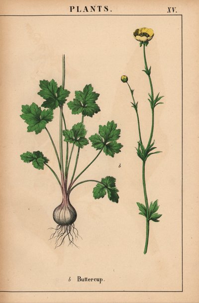 Ranuncolo giallo, da "The Instructive Picturebook, or Lessons from the Vegetable World," [Charlotte Mary Yonge], Edimburgo da English School