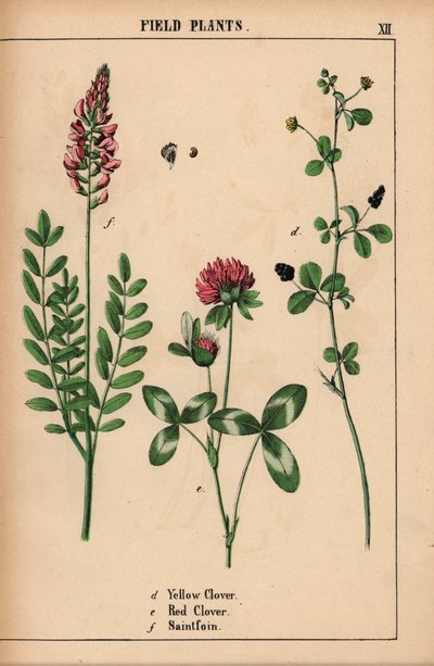 Trifoglio giallo, trifoglio rosso e sainfoin, da "The Instructive Picturebook, or Lessons from the Vegetable World," [Charlotte Mary Yonge], Edimburgo da English School