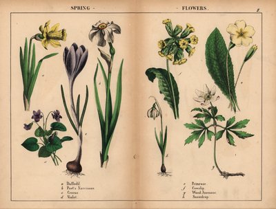 Narciso giallo, narciso bianco del poeta, croco viola, viola viola, primula gialla, primula gialla, anemone dei boschi bianco e bucaneve bianco, da "The Instructive Picturebook, or Lessons from the Vegetable World," [Charlotte Mary Yonge], Edimburgo da English School