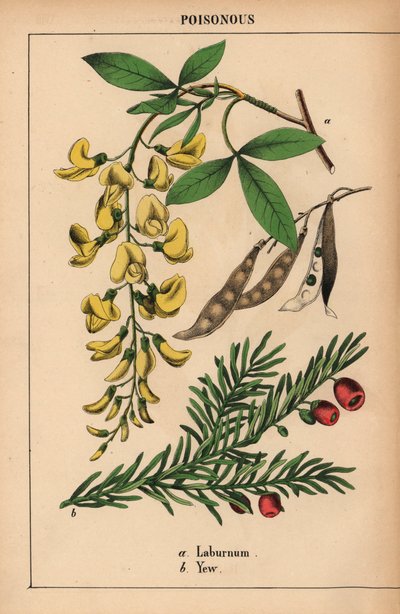 Albero di laburno giallo e tasso con bacche rosse, da 