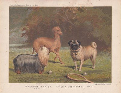 Yorkshire terrier, levriero italiano e carlino con racchetta da tennis e palline da English School