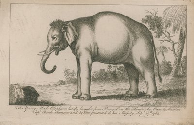 Giovane elefante maschio da English School