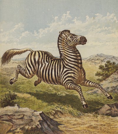 Zebra da English School