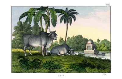Zebu da English School