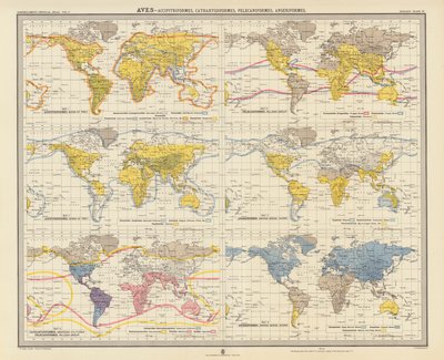 Zoogeografia: Uccelli, Accipitriformi, Cathartidiformi, Pelecaniformi, Anseriformi da English School