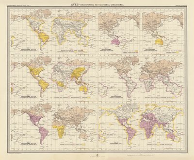 Zoogeografia: Aves, Coraciiformes, Psittaciformes, Strigiformes da English School