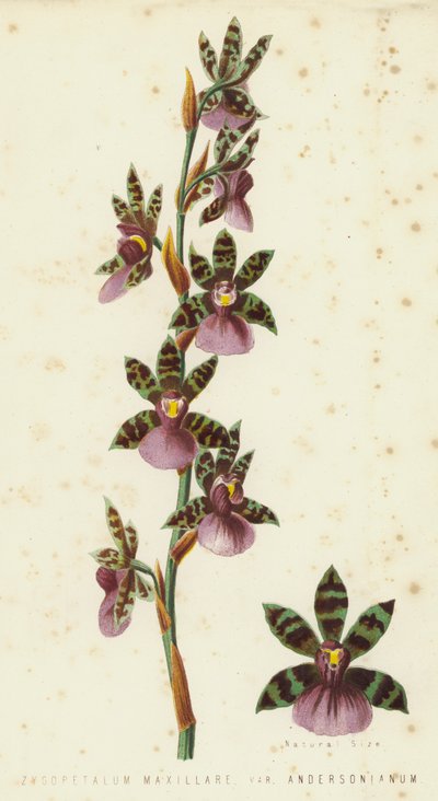 Zygopetalum Maxillare, Var Andersonianum da English School