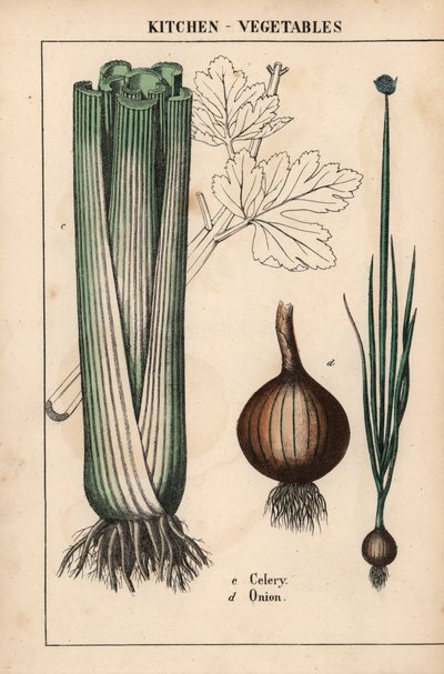 da "The Instructive Picturebook, or Lessons from the Vegetable World," [Charlotte Mary Yonge], Edimburgo da English School