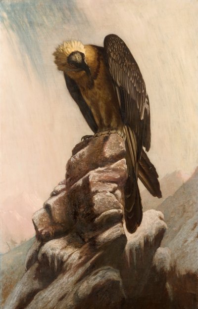 Aquila su scogliera da English School English School