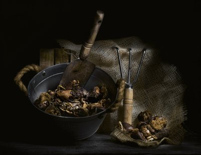 Funghi selvatici e attrezzi da Enrico Sottocorna