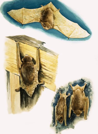 Pipistrelli da Eric Tansley