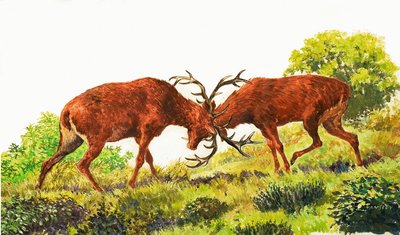 Cervo Rosso da Eric Tansley