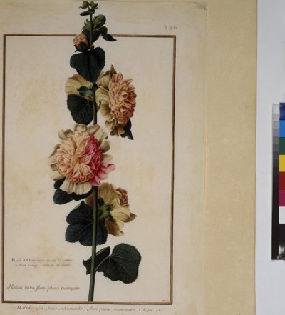 Pagina intera: studio di piante, 1650-75 ca. da Erich Lessing