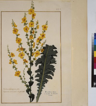 Pagina intera: studio di piante, 1650-75 ca. da Erich Lessing