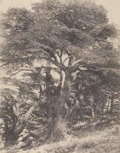 Groupe de Cèdres de Mt. Liban / [Gruppo di alberi di cedro, Monte Libano]. da Ernest Benecke