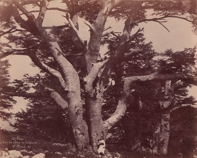 Monte Libano. Tronco di uno dei Cedri di Salomone, 1850-53 da Ernest Benecke