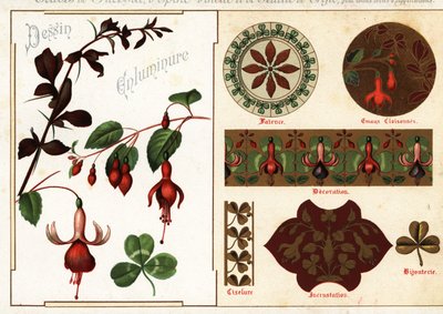 Immagini di fucsia e crespino dai manoscritti e loro applicazioni da Ernest Guillot