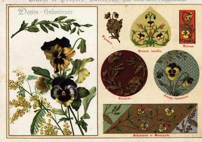 Immagini di viole del pensiero e mimosa da manoscritti e la loro applicazione da Ernest Guillot