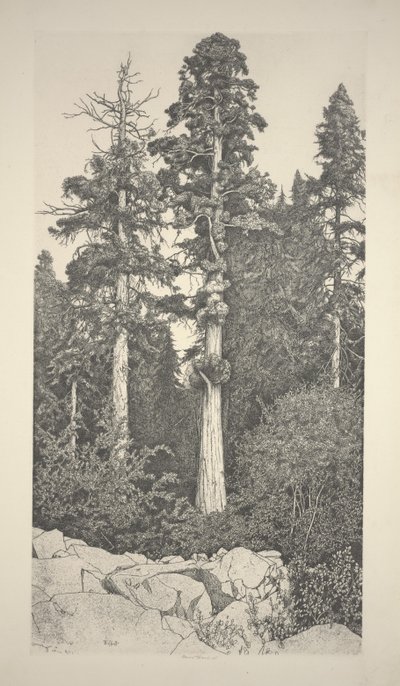 Sequoia baby da Ernest Haskell