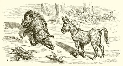 Il cinghiale e l